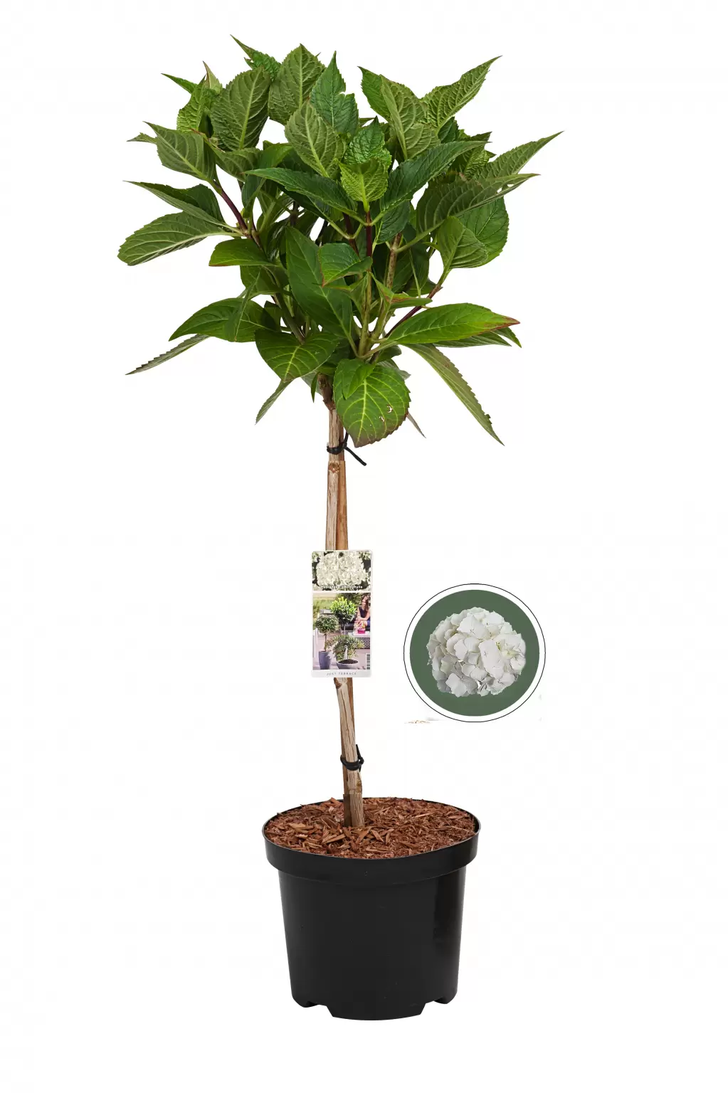 Boerenhortensia Wit
