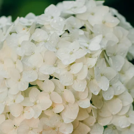Boerenhortensia Wit - Hydrangea macrophylla White