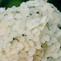 Boerenhortensia Wit - Hydrangea macrophylla White
