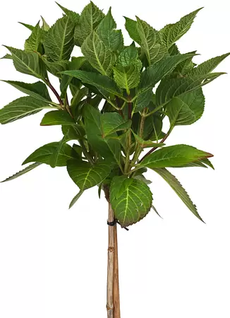 Hydrangea macrophylla Wit