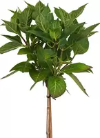 Hydrangea macrophylla Wit