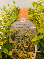 Euonymus fortunei Emerald 'n gold 6-pack