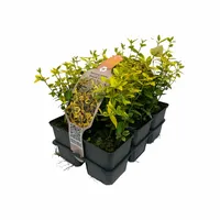 Euonymus fortunei Emerald 'n gold 6-pack