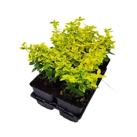 Euonymus fortunei Emerald 'n gold 6-pack