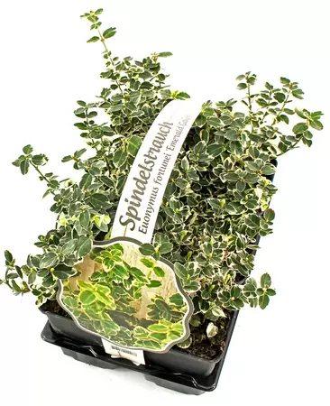 Euonymus fortunei 'Emerald Gaiety' 6-pack.