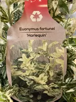 Euonymus fortunei 'Harlequin' 6-pack.