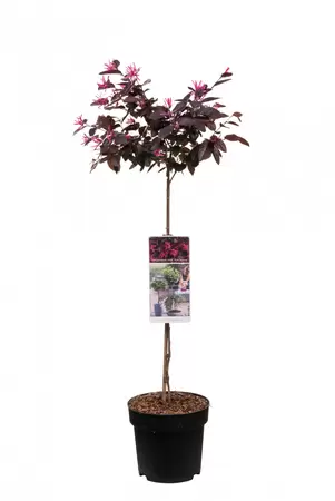 Loropetalum chinensis 'Fire Dance' op stam 85cm