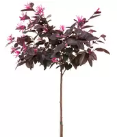 Loropetalum chinensis 'Fire Dance' boompje