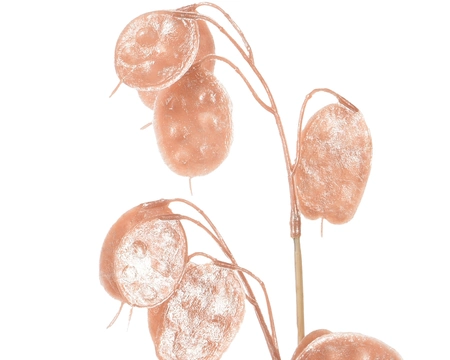 Decoratietak Rosé 76cm