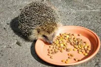 Dierenvoer