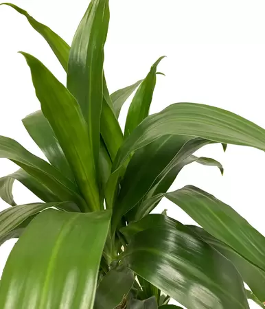 Dracaena Deremensis Lisa 100cm