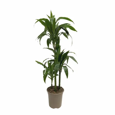 Dracaena Deremensis Lisa 100cm