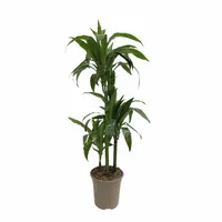 Dracaena Deremensis Lisa 100cm