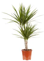 Drakenbloedboom - Dracaena marginata 100cm