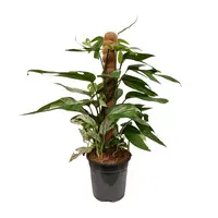 Drakenklimop - Epipremnum Pinnatum 'Marble Queen' 60cm