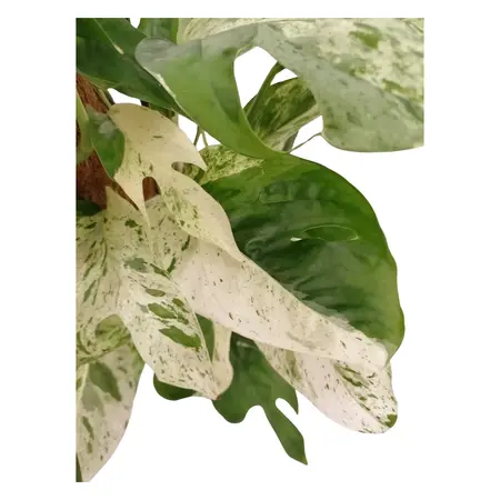 Drakenklimop - Epipremnum Pinnatum 'Marble Queen' 60cm