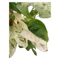 Drakenklimop - Epipremnum Pinnatum 'Marble Queen' 60cm