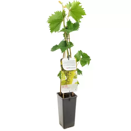 Druif - Vitis vin. Bianca H.60cm
