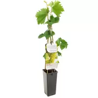 Druif - Vitis vin. Bianca H.60cm
