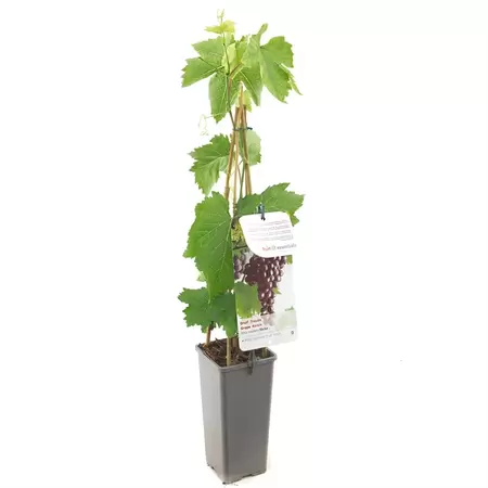 Druif - Vitis Heike H.60cm