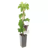 Druif - Vitis Heike H.60cm