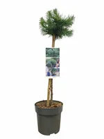 Larix kaempf. Blue Dwarf op stam