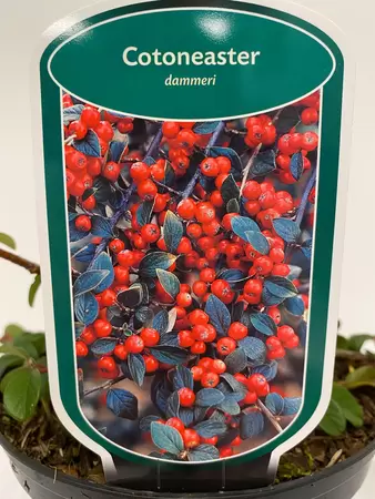 Dwergmispel - Cotoneaster dammeri