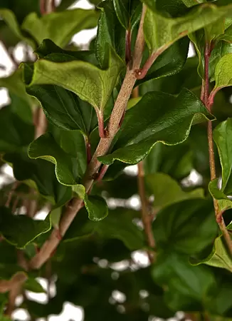 Syringa meyeri Flowerfesta roze