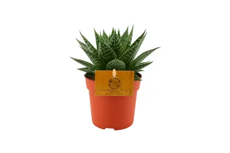 Eden Collection - Gasteria Aurora