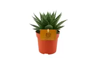 Eden Collection - Gasteria Aurora