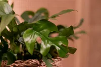 Eden Collection - Monstera Minima 30cm