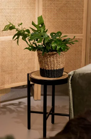 Eden Collection - Monstera Minima 30cm