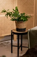 Eden Collection - Monstera Minima 30cm