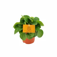 Eden Collection - Peperomia Albovittata Rana Verde