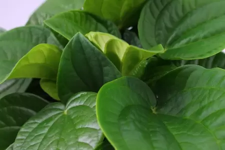 Close up Peperomia Rana Verde