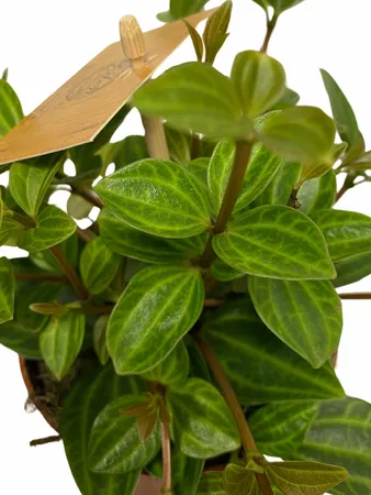 Eden Collection - Peperomia Angulata Rocca Vivace