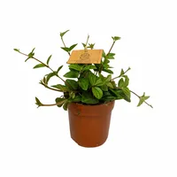 Eden Collection - Peperomia Angulata Rocca Vivace