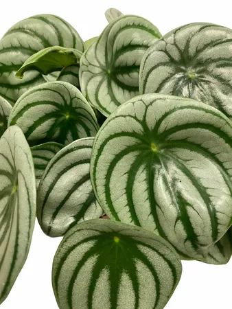 Eden Collection - Peperomia Argyreia Watermelon XL
