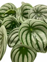 Eden Collection - Peperomia Argyreia Watermelon XL