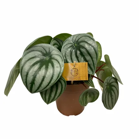 Eden Collection - Peperomia Argyreia Watermelon XL