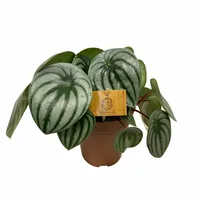 Eden Collection - Peperomia Argyreia Watermelon XL