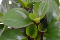 Eden Collection - Peperomia Obtipan - Bohemian Bravour 