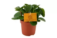 Eden Collection Peperomia Obtipan