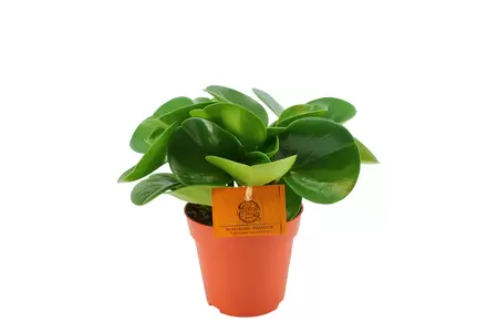 Eden Collection - Peperomia obtusifolia - Bohemian Bravour XL