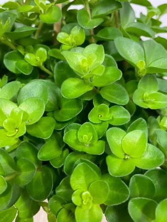 Eden Collection - Peperomia Rotundifolia - Rondo Venetiano XL