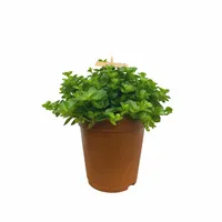 Eden Collection - Peperomia Rotundifolia - Rondo Venetiano XL