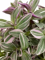 Tradescantia Sweetness - Eden Collection