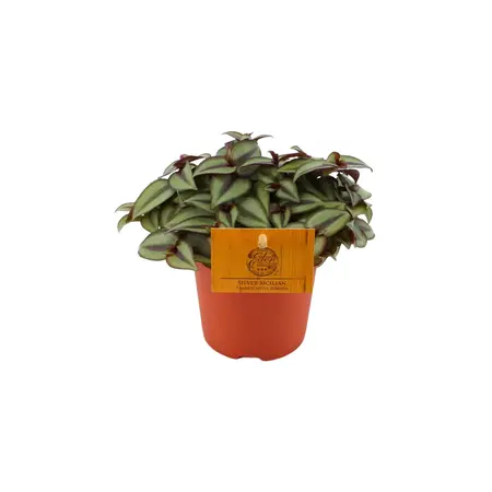 Tredescantia Zebrina 15cm