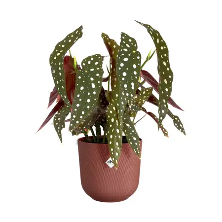 Elho Bloempot Jazz Toscaans Rood Ø14cm 