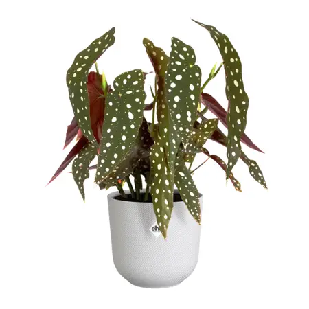 Elho Bloempot Jazz Zijdewit Ø14cm 
